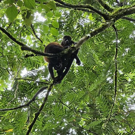 Bewak Cr Hotell Tortuguero Exteriör bild