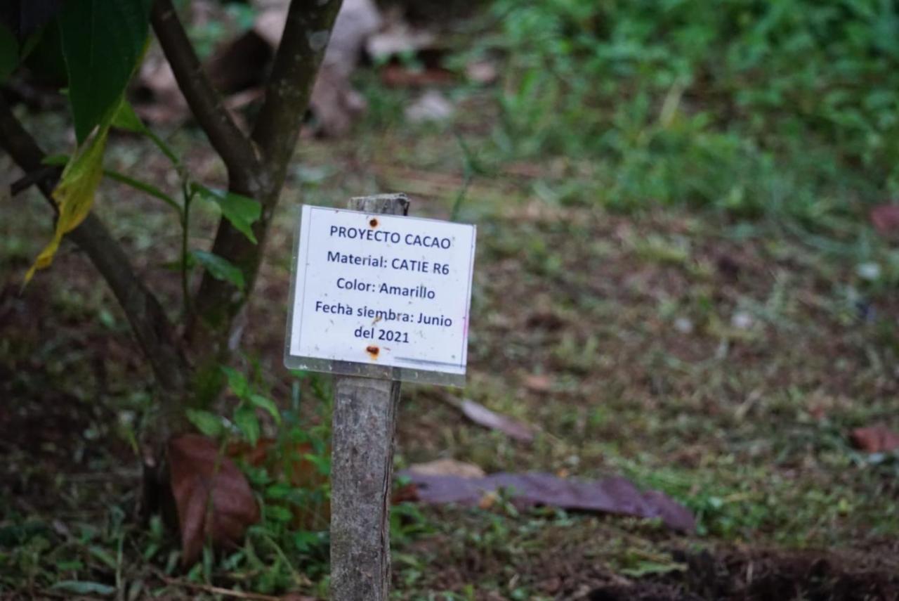 Bewak Cr Hotell Tortuguero Exteriör bild