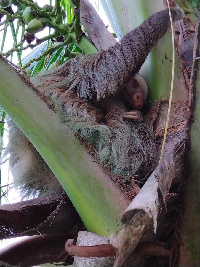 Bewak Cr Hotell Tortuguero Exteriör bild