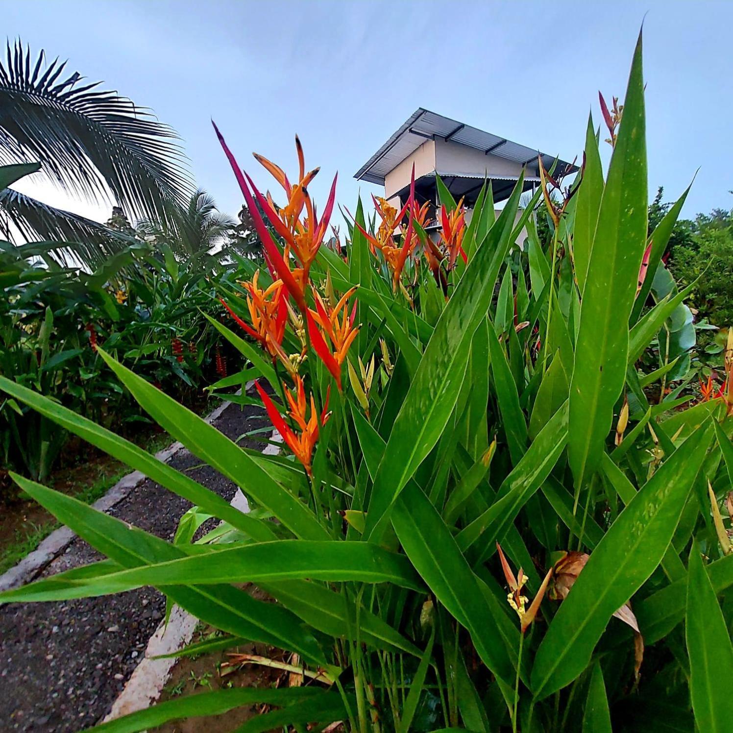 Bewak Cr Hotell Tortuguero Exteriör bild