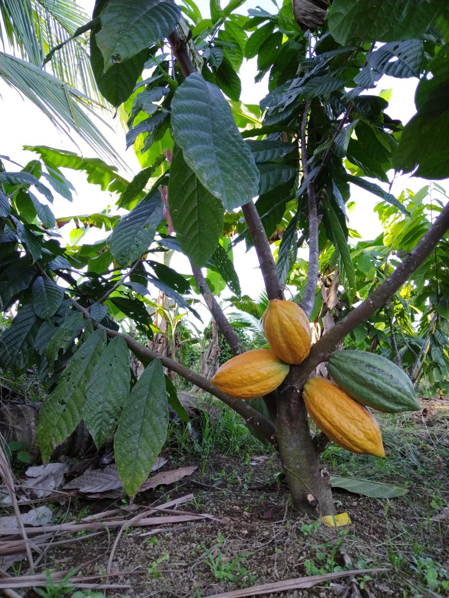 Bewak Cr Hotell Tortuguero Exteriör bild