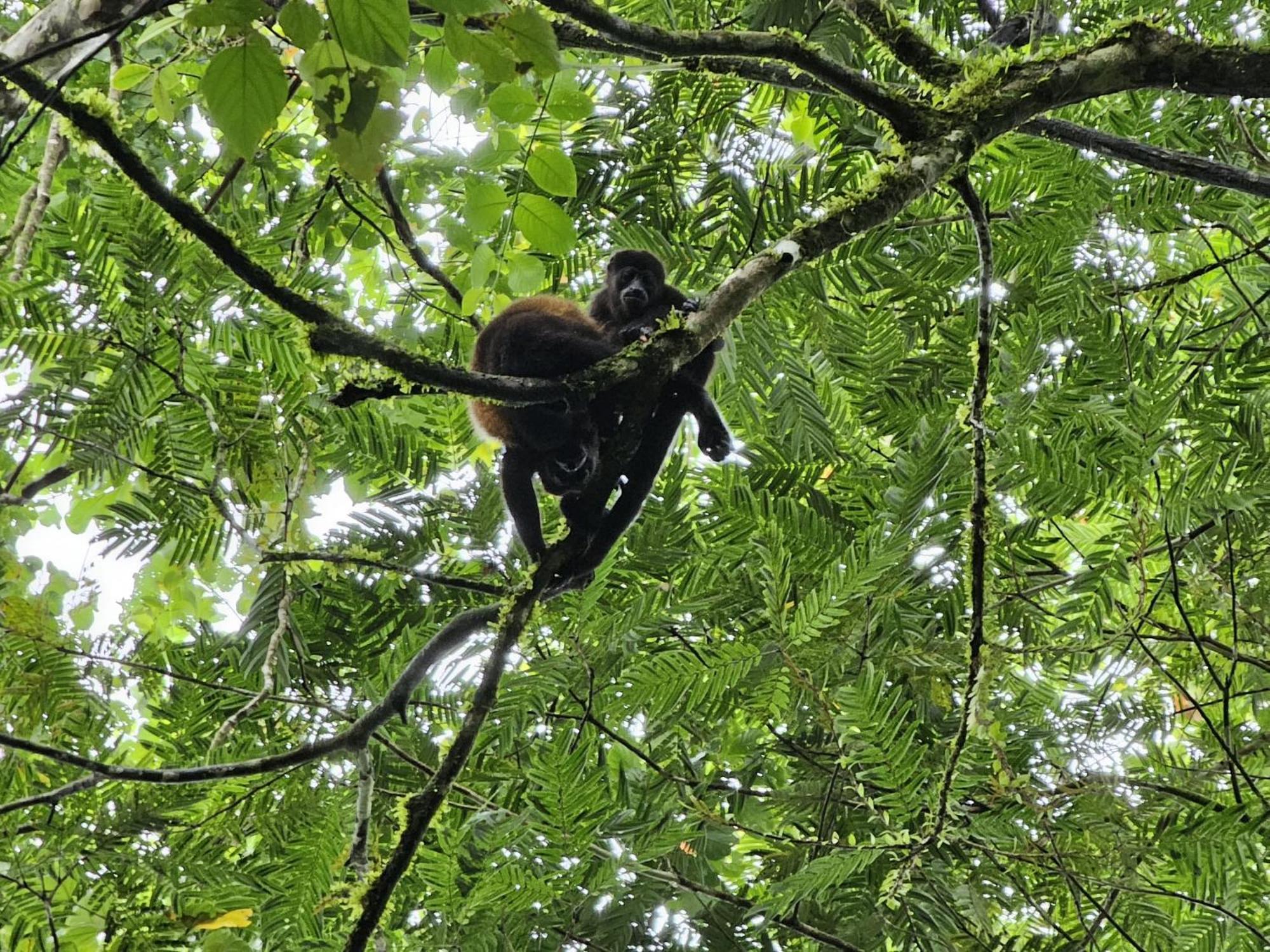 Bewak Cr Hotell Tortuguero Exteriör bild